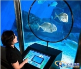 RFID chip fish in the aquarium