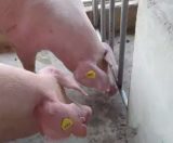 Why do live pigs need to be earmarked and what are the effects?