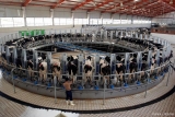 Automatic turntable type occupying milking table based on RFID technology