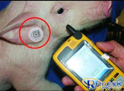 Animal identification and disease traceability system