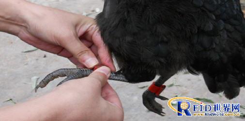 Scheme of Yijia Fragrant Chicken Traceability Management System Based on RFID Technology