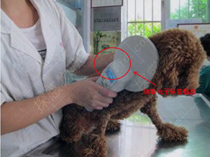 Detecting IOT RFID animal identification and tracking management