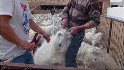 Counting statistics of RFID sheep breeding