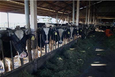 Counting statistics of RFID sheep breeding
