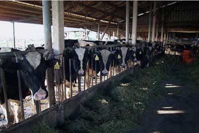 RFID Animal Husbandry Management of Cattle and Sheep Breeding