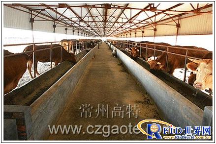 RFID beef cattle breeding management system