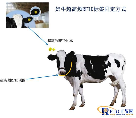 Beef tracking system solution based on UHF RFID
