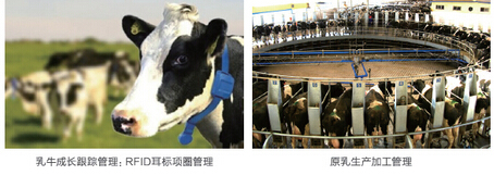 The principle and process of dairy traceability