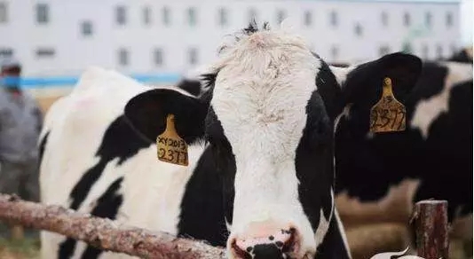 RFID agricultural livestock ear tag traceability system solution
