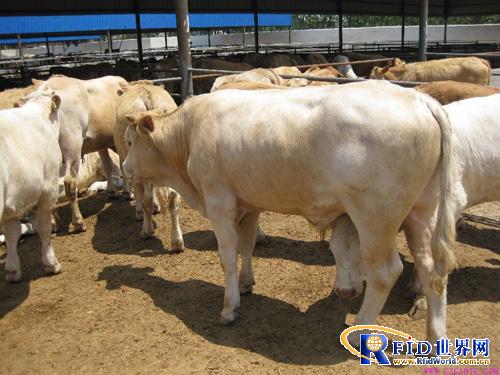 RFID animal husbandry breeding management system