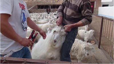 RFID Animal Husbandry Management of Cattle and Sheep Breeding