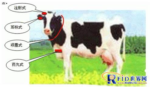 RFID animal husbandry industry application solutions