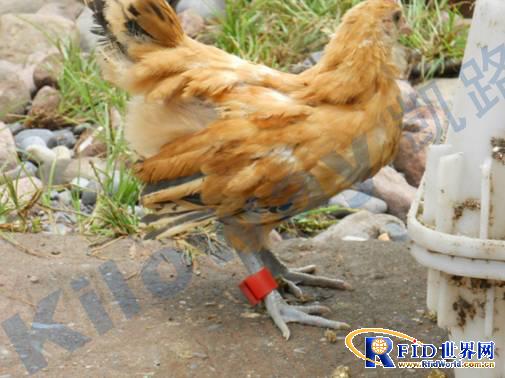 KS-II Poultry Egg Information Management System Solution