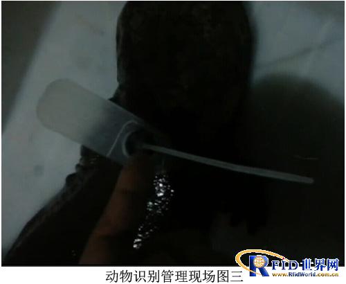 Low frequency 134.2KHz baby fish breeding management RFID solution 