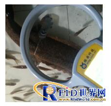 Low frequency 134.2KHz baby fish breeding management RFID solution