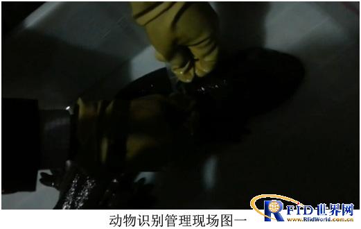 Low frequency 134.2KHz baby fish breeding management RFID solution 