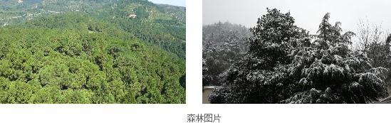 Forest Cloud Management System