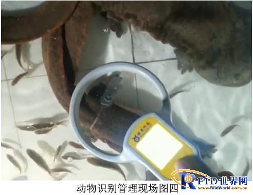 Low frequency 134.2KHz baby fish breeding management RFID solution 
