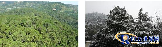 Smart Forestry Management System