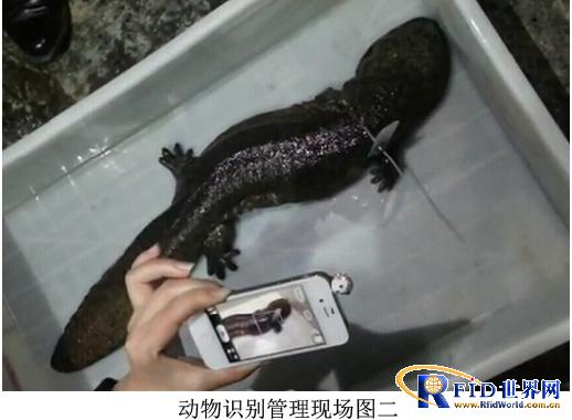Low frequency 134.2KHz baby fish breeding management RFID solution 