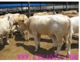 RFID animal husbandry breeding management system solution