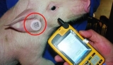 RFID agricultural livestock ear tag traceability system solution