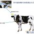 The principle and process of dairy traceability