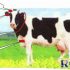 Tea anti-counterfeiting traceability RFID solution