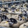 GAO RFID Sheep and Goat Farming  Asset Management System