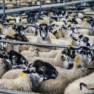 GAO RFID Sheep and Goat Farming  Asset Management System