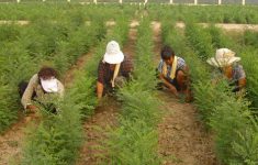 Hanyue RFID seedling management system application case