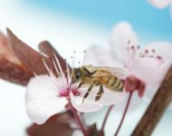 Research on colony collapse syndrome using Intel Edison computer and RFID technology
