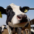 Food traceability management based on UHF RFID technology