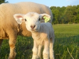 Application case analysis of radio frequency identification technology in animal management of animal husbandry