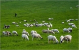 The development trend of RFID technology in animal husbandry industry